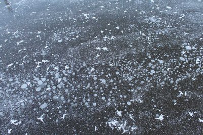 0806 пузырьки от ныряния бобров подо льдом.JPG
