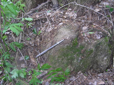52 лом вросший в дерево рядом с ямой, где был найден клад.JPG
